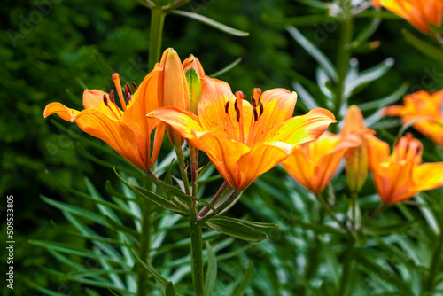 orange lily on a background of green leaves