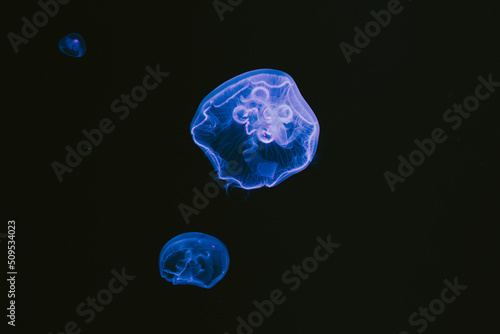 Jellyfish 