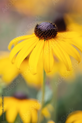 Close up of a Black Eyed Susan Coneflower in Bloom