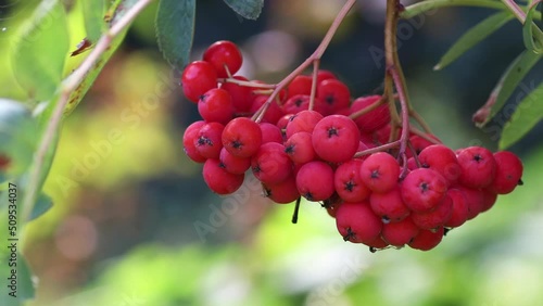 Close up of red bush of rowan berries on tree with leaves. Bright red bunches in wild nature. Autumn or spring day in the garden. Background of summer natural plants, berry mountain ash in the wind