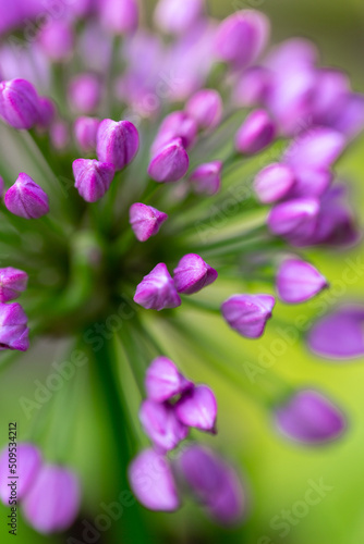 Fototapeta Naklejka Na Ścianę i Meble -  Close up of a Purple Ornamental Onion Flower in Bloom