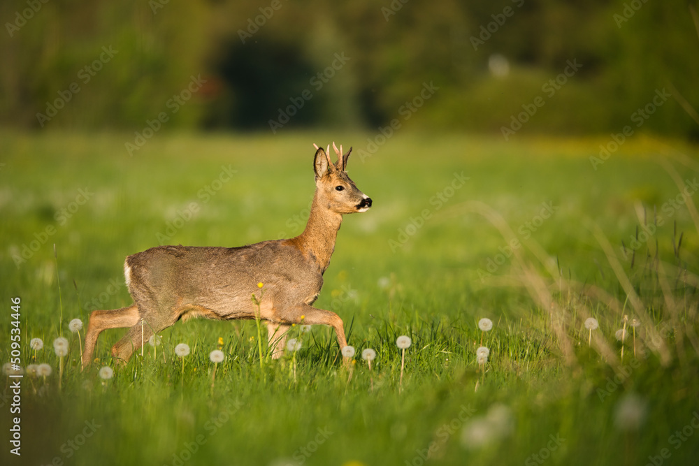 Playful young roebuck in spring meadow Playful young roebuck in spring meadow