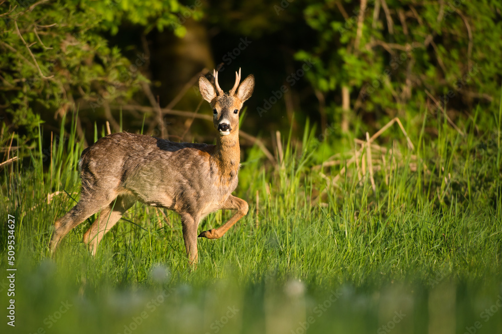 Playful young roebuck in spring meadow Playful young roebuck in spring meadow