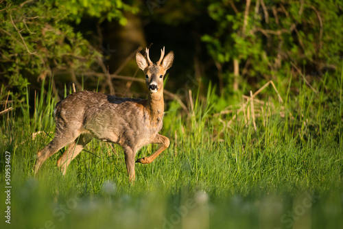 Playful young roebuck in spring meadow