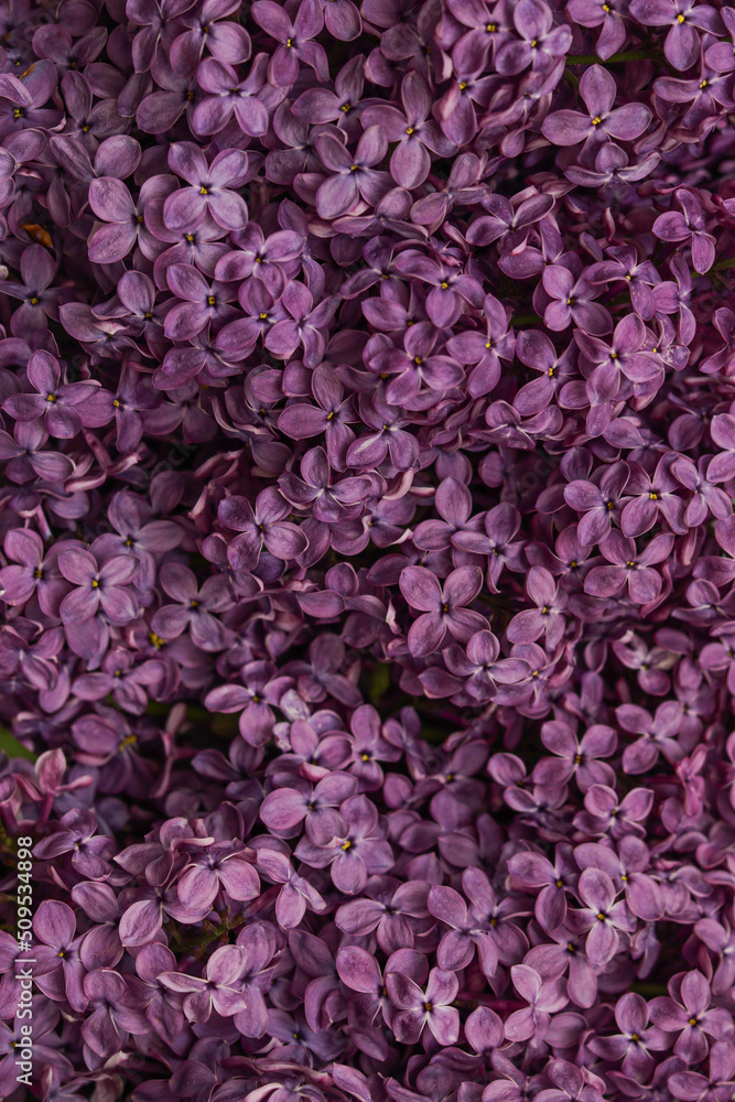 Obraz premium Purple lilac close up 
