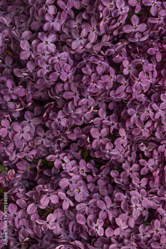 Purple lilac close up 