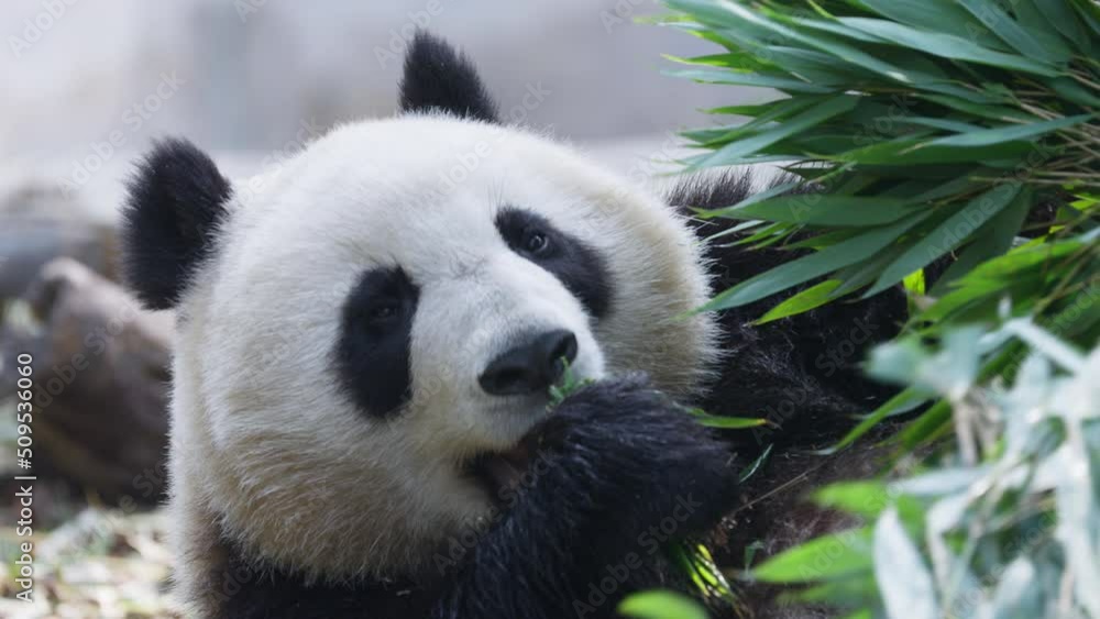 giant panda eating bamboo giant panda eating bamboo