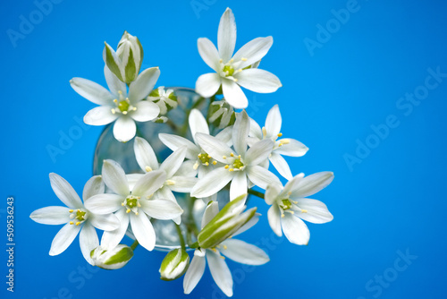White flowers in a miniature vase on a blue surface. Spring flower bouquet. Beautiful romantic floral composition, copy space