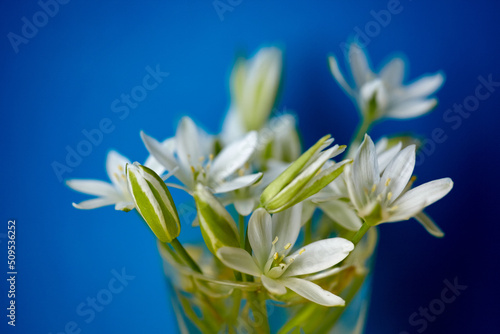 Fototapeta Naklejka Na Ścianę i Meble -  White flowers in a miniature vase on a blue background. Spring flower bouquet. Beautiful romantic floral composition, copy space