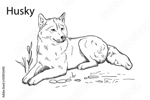 Hand-drawn vector silhouette of a husky, for the design of banners, posters 