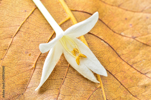 kasalong flower on dry leaves photo