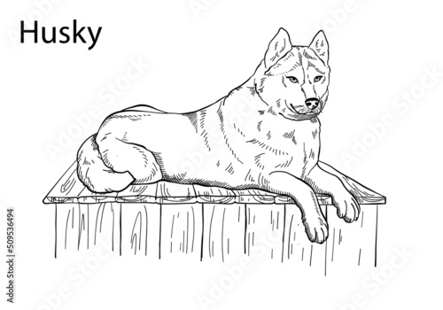 Hand-drawn vector silhouette of a husky, for the design of banners, posters 