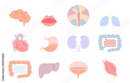 臓器のイラスト素材セット（アイコン・線なし）