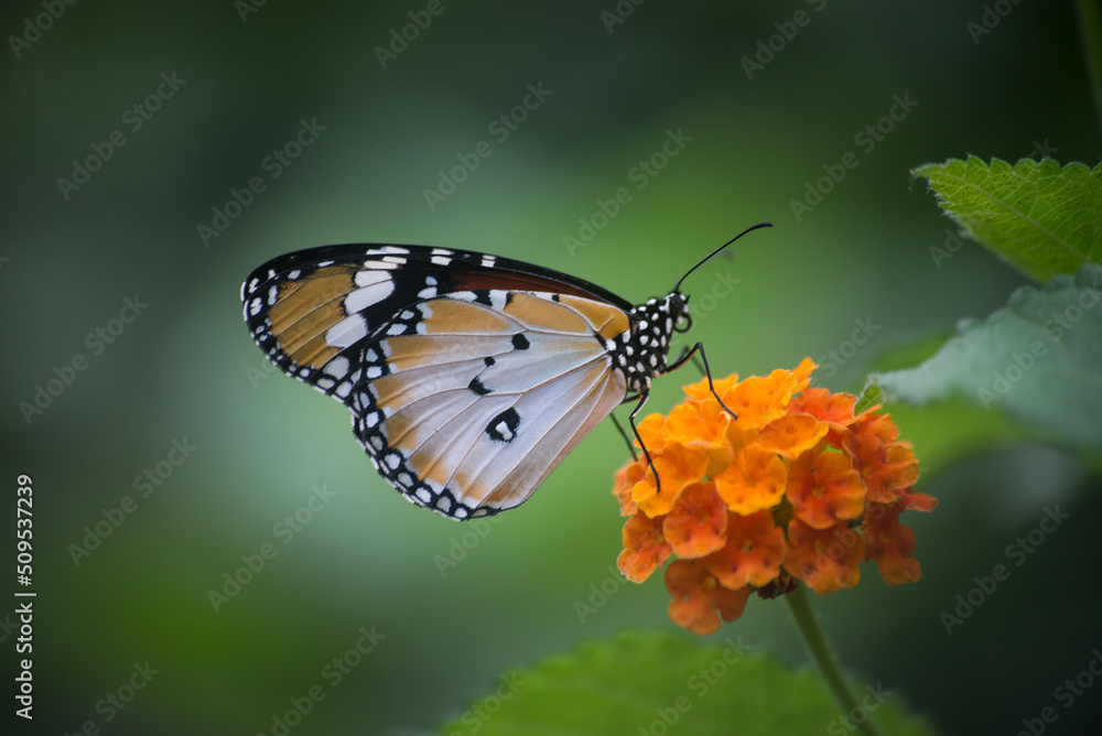Obraz premium Closeup of danaus genutia butterfly on orange lantana flower in a green house