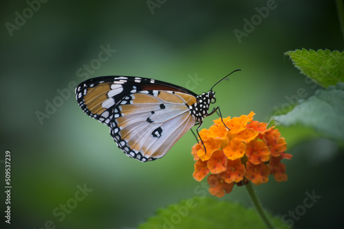 Closeup of danaus genutia butterfly on orange lantana flower in a green house