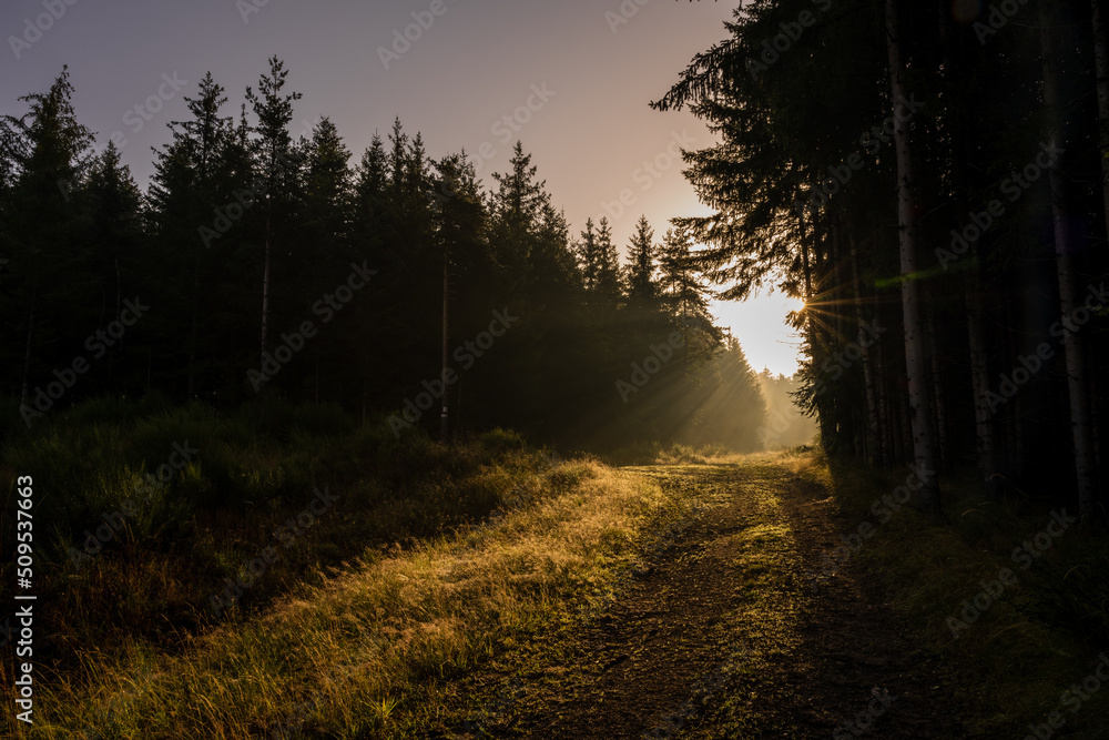 Naklejka premium Lumière matinale sur un chemin forestier, Haute-Loire, Auvergne-Rhône-Alpes, France