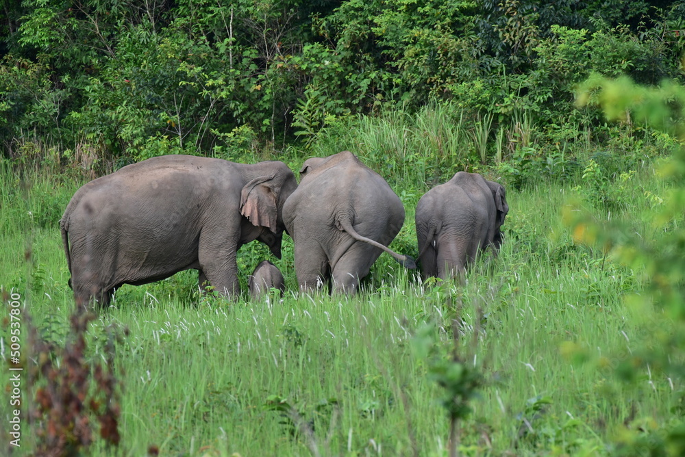 Adorable wild elephants in Thailand