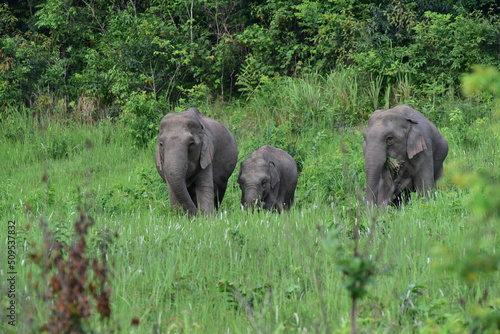 Sticker Adorable wild elephants in Thailand