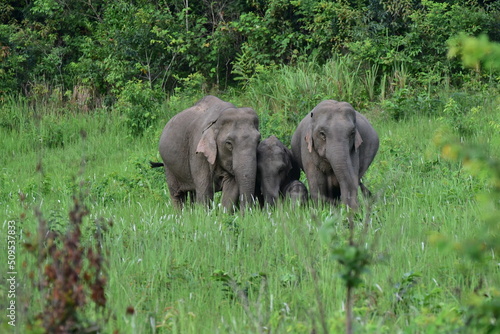 Photography Adorable wild elephants in Thailand
