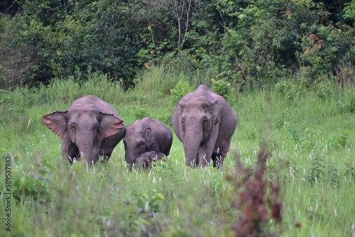 elephants in the wild