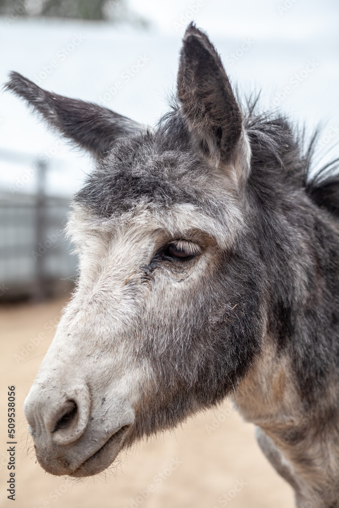 Donkey head close-up at the animal farm. Portrait of a gray donkey. Donkey, farm animal. Rural life with animals.