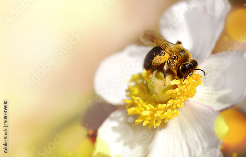 Bumblebee sitting on a flower gathers pollen. The concept of ecology, beekeeping. Copy space, summer background, postcard