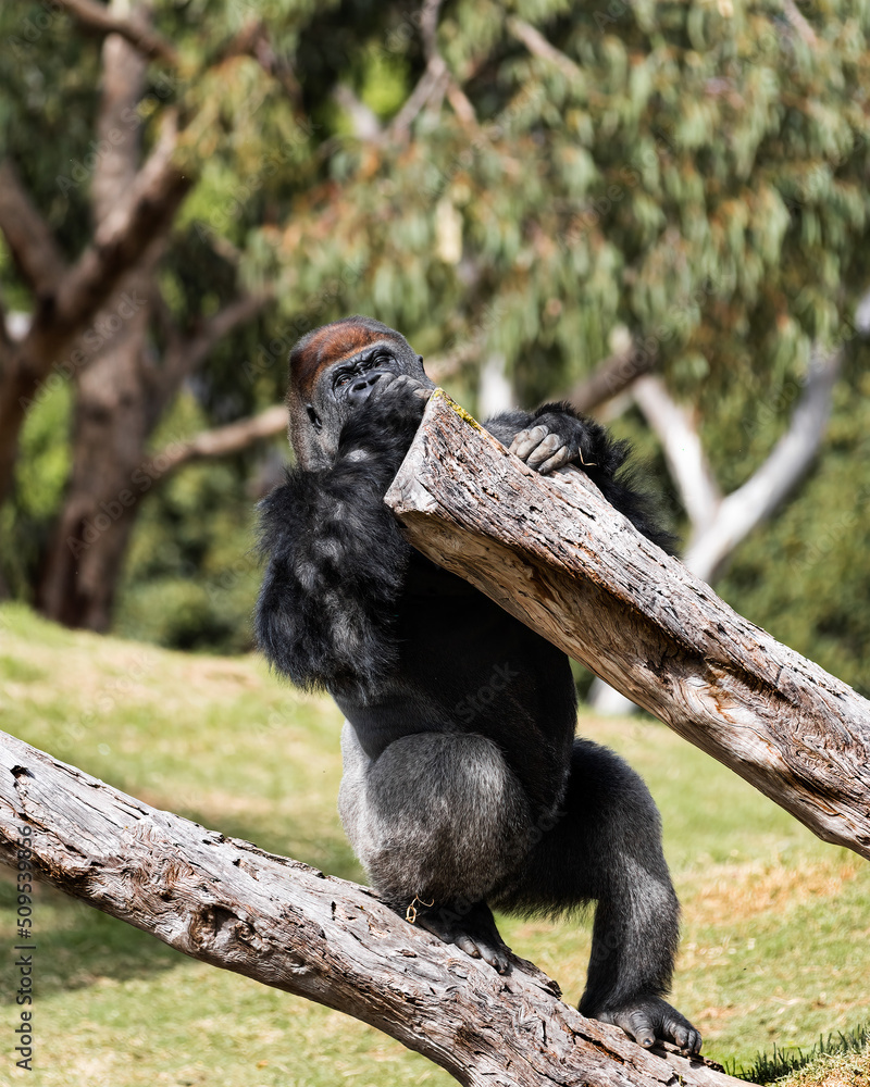Obraz premium Gorilla Sucking his Thumb
