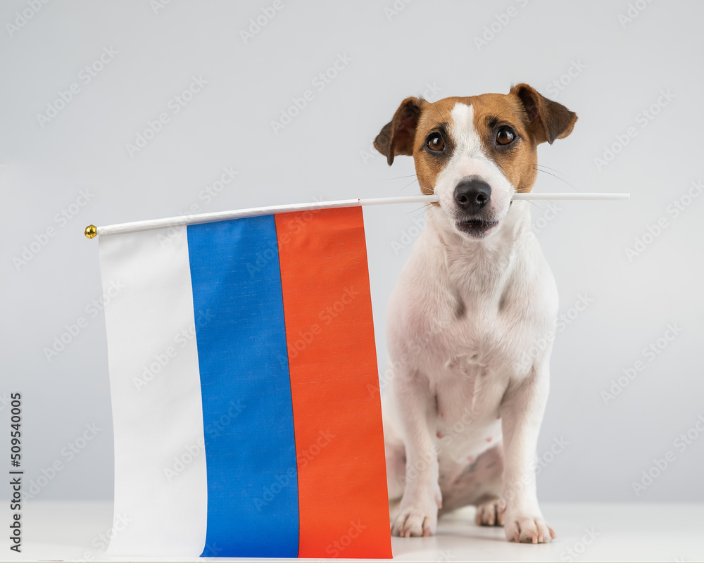 Russian jack hot sale russell terrier
