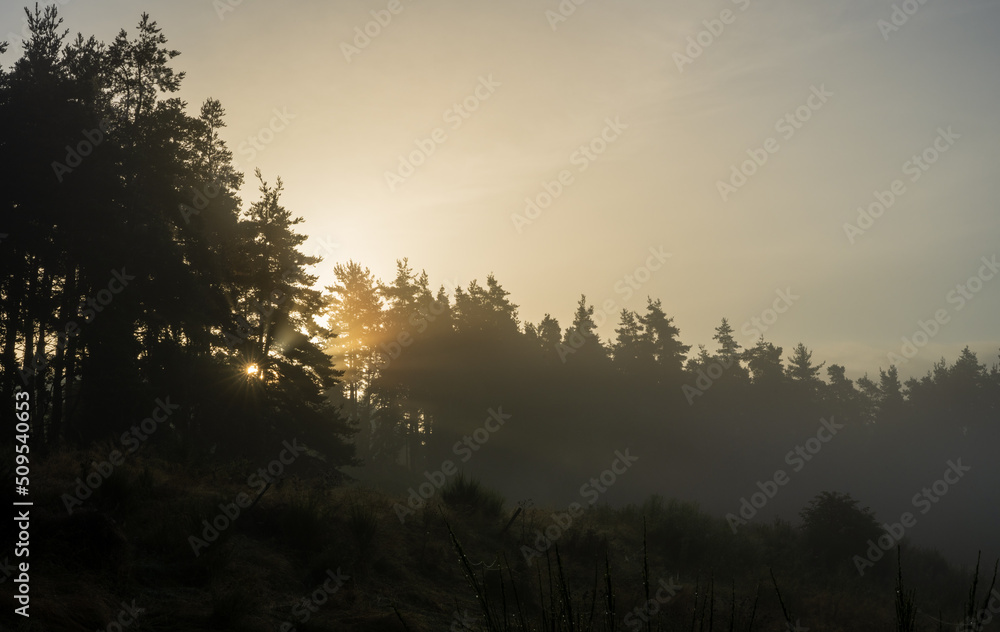 Fototapeta premium Premiers rayons du soleil à travers les sapins en montagne, Allègre, Auvergne-Rhône-Alpes, France