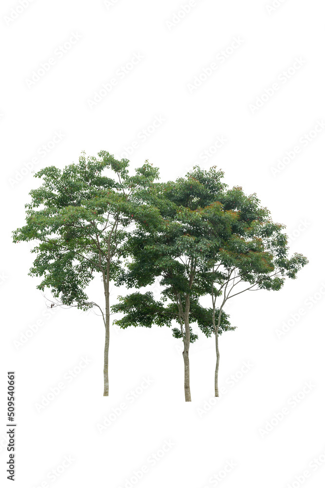 A both alive tree on the white background cutout, plant and nature concept for design