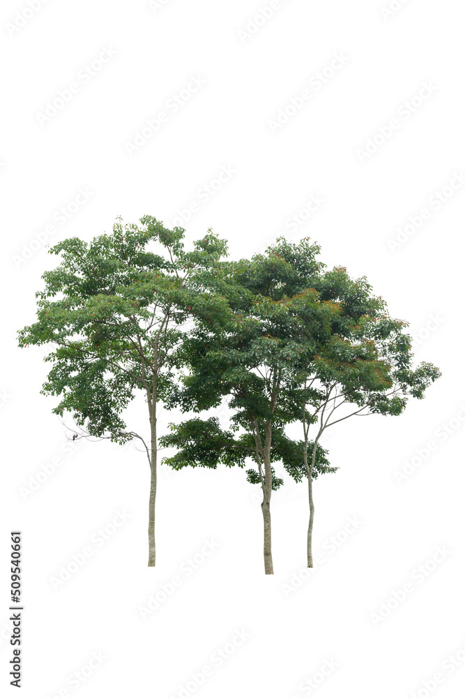 A both alive tree on the white background cutout, plant and nature concept for design A both alive tree on the white background cutout, plant and nature concept for design