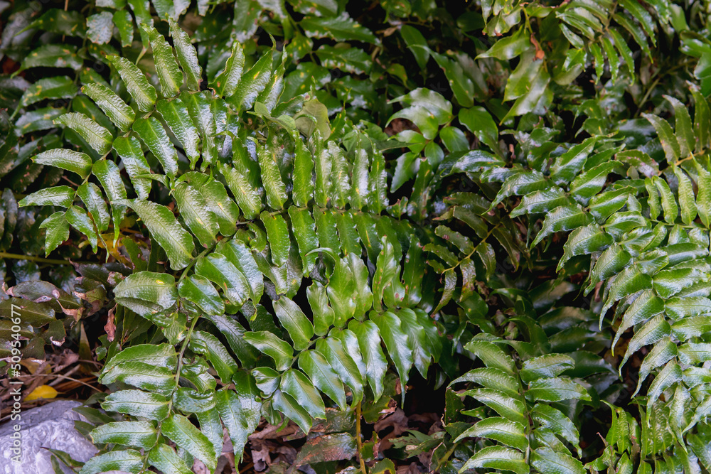 Fototapeta premium イズヤブゼンマイ？／【シダ植物】日本静岡県御前崎6月 