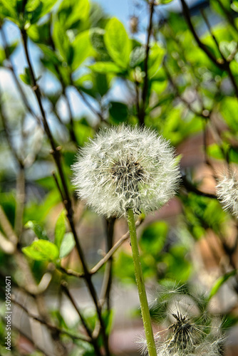 detailed close up of an adult dandelion