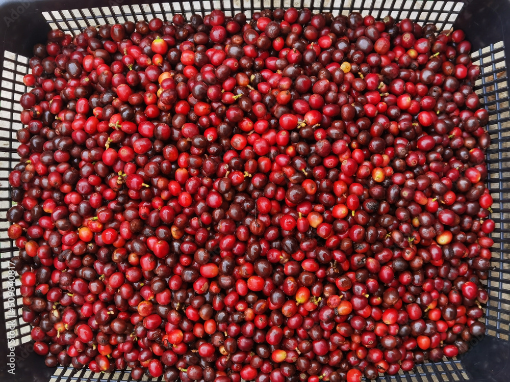 Fresh coffee bean in basket Fresh coffee bean in basket