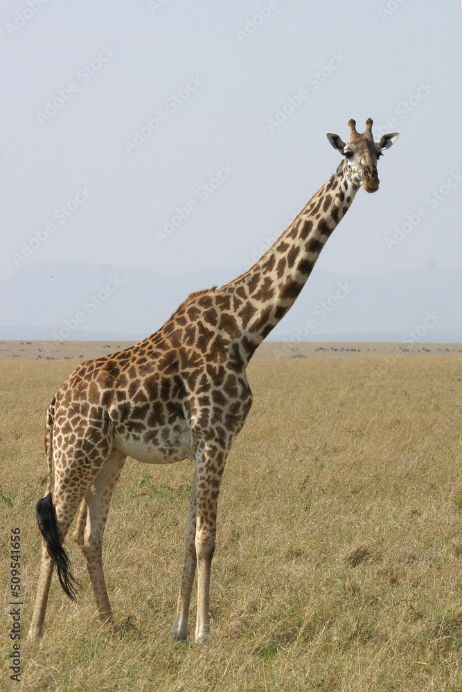 Fototapeta premium A portrait of a Giraffe on the Masai Mara in Kenya, Africa 