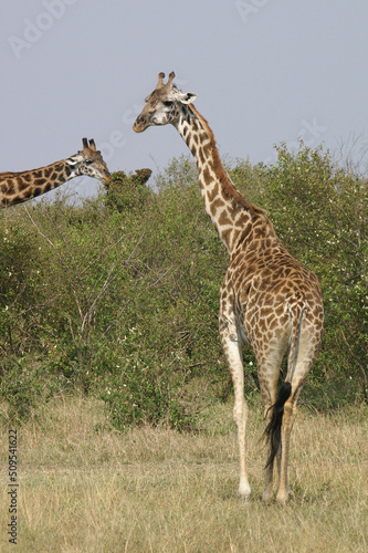 A portrait of a Giraffe on the Masai Mara in Kenya  Africa 