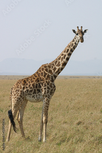 A portrait of a Giraffe on the Masai Mara in Kenya, Africa 