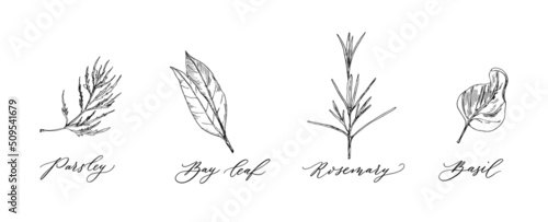 Herbs for cooking in sketch style  vector illustration set. Parsley  bay leaf  rosemary  basil. Ink sketch isolated on white background. Hand drawn realistic illustration. Retro style.