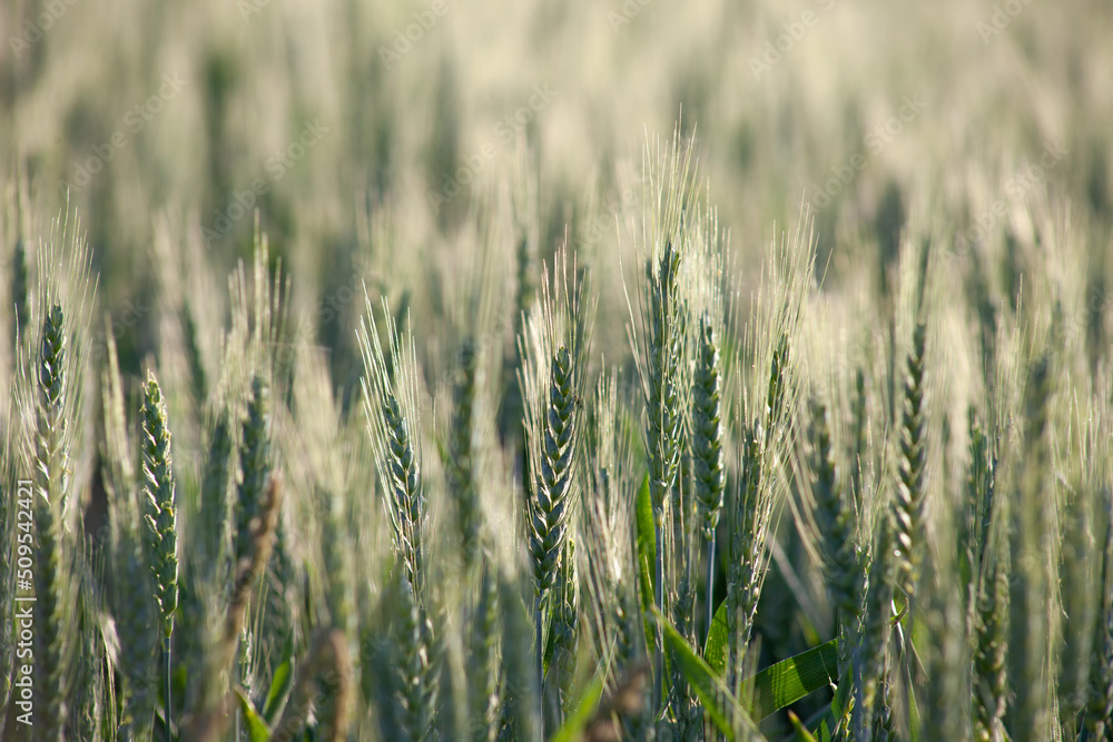 Spikelets of green wheat sparkle in the morning sun. Spikelets of green wheat sparkle in the morning sun.