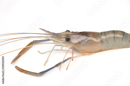 Giant freshwater prawn isolated on white background. Fresh shrimp