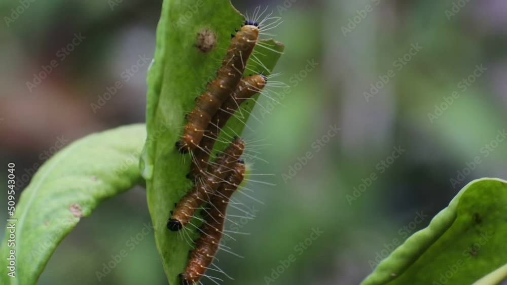 caterpillars crawl on the branch. caterpillar on plant moving at morning. Lymantria dispar caterpillars crawl on the branch. caterpillar on plant moving at morning. Lymantria dispar