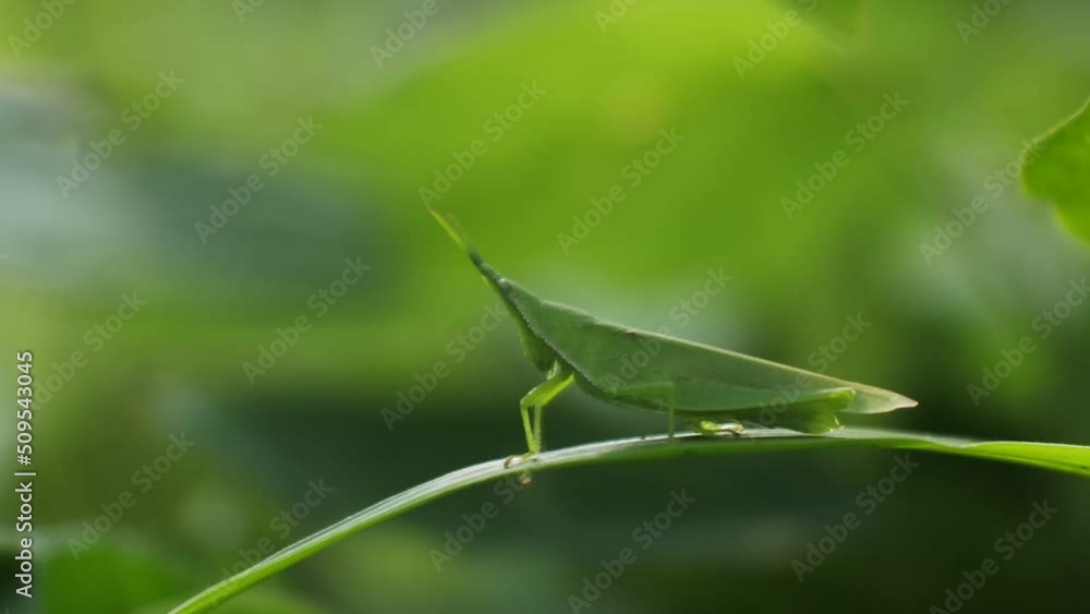 macro clips of a grasshopper on a leaf. Natural backgrounds. close-up portrait of green grasshopper macro clips of a grasshopper on a leaf. Natural backgrounds. close-up portrait of green grasshopper