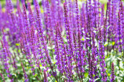 Violet Salvia flowers in summer sunny day