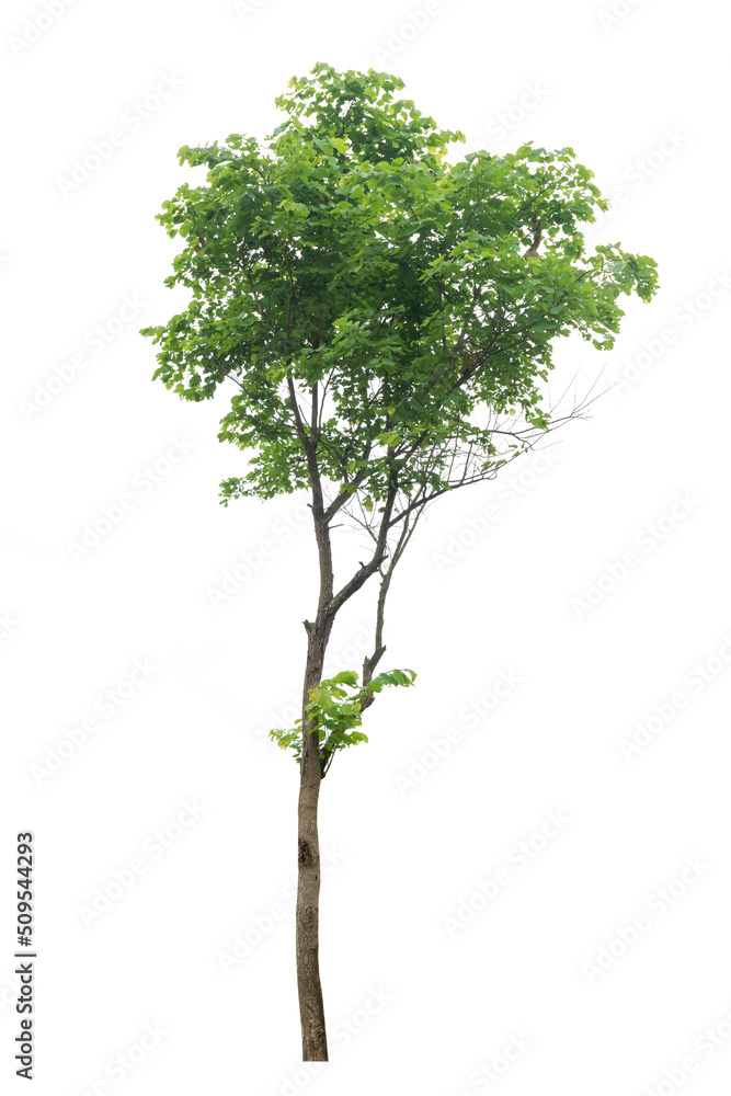 A single alive tree on the white background cutout, plant and nature concept for design A single alive tree on the white background cutout, plant and nature concept for design