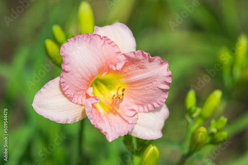 Pink Hemerocallis Flower