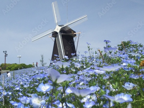 ネモフィラ畑と風車