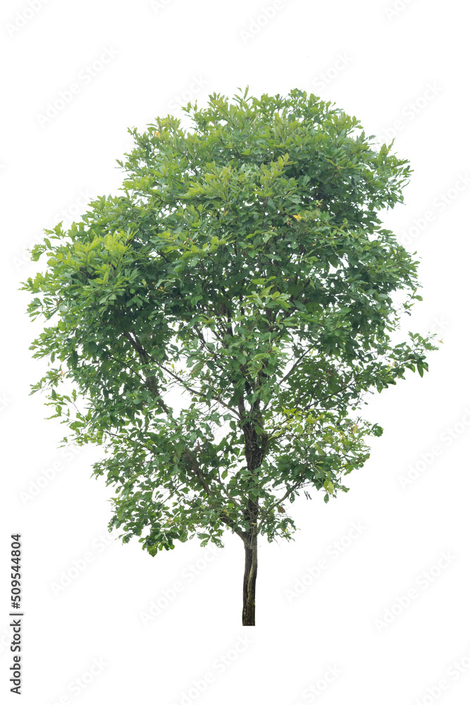 Obraz premium A single alive tree on the white background cutout, plant and nature concept for design