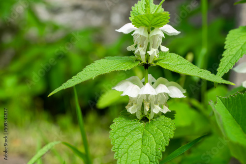 Fototapeta Naklejka Na Ścianę i Meble -  white nettle flowers background with green leaves