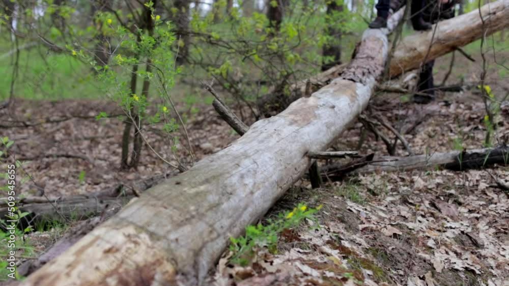 Team orienteering in the forest. Teamwork concept. A team of tourists in the forest park overcomes obstacles through the fallen forest. Team orienteering in the forest. Teamwork concept. A team of tourists in the forest park overcomes obstacles through the fallen forest.