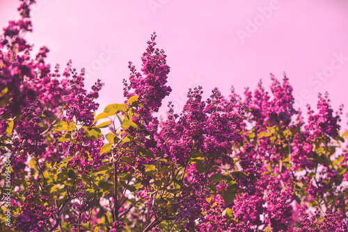 Purple lilac bush  Syringa  against pink sky. Spring floral background